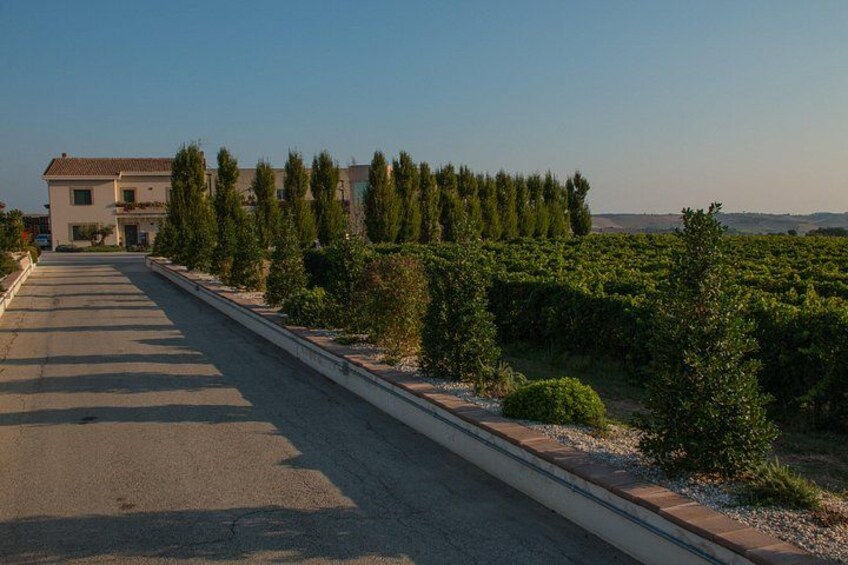 Visit and tasting 30 minutes from Pescara Entry 3