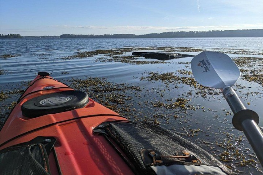 A red kayak on a calm body of water with a clear sky. 5