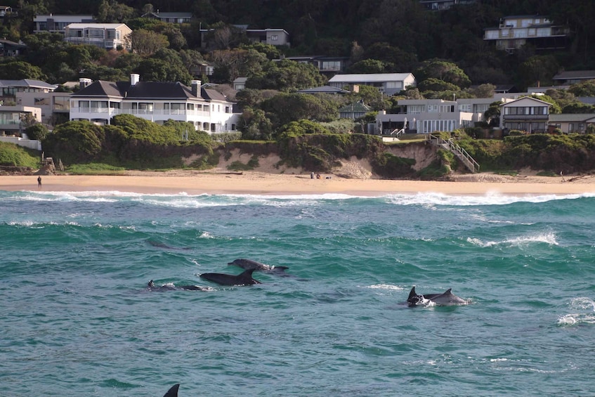 A beach with houses on a hillside, and dolphins swimming in the water. 5