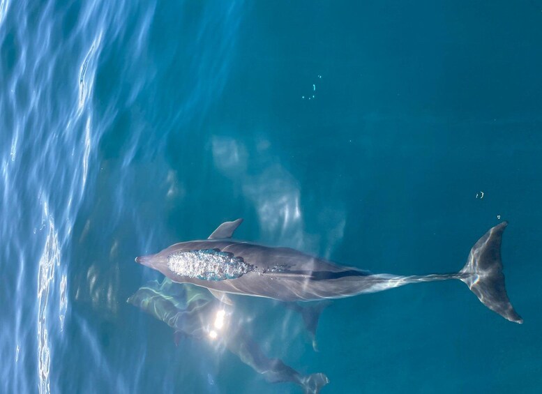 A dolphin swimming in clear blue water. 2