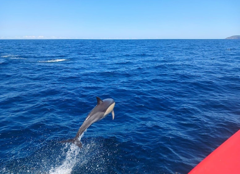A dolphin leaping out of the ocean water. 3