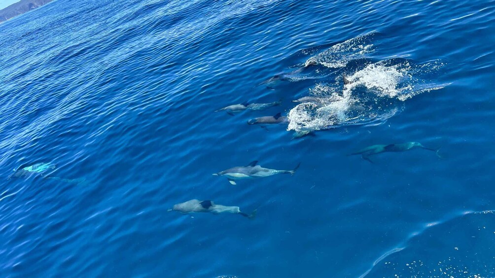 A group of dolphins swimming in the ocean. 4