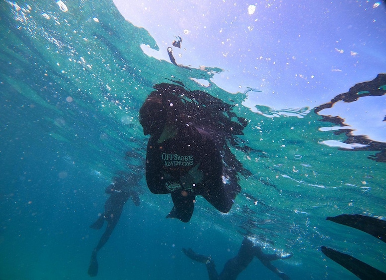 Picture 14 for Activity Plettenberg Bay: Swim with Seals 4