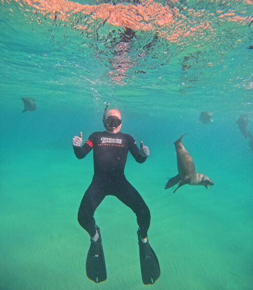 Picture 18 for Activity Plettenberg Bay: Swim with Seals 5