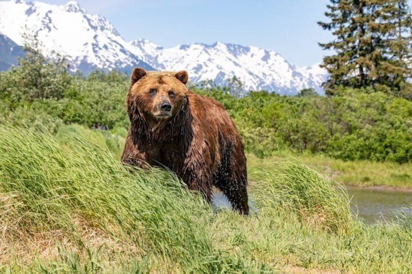 Anchorage to Seward Wildlife Adventure 5