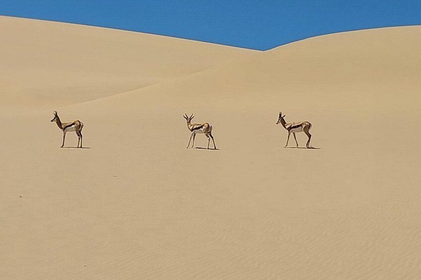 Springbuck in these harsh conditions. 3