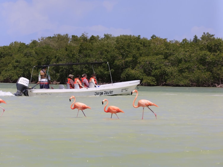 Rio Lagartos - Las Coloradas with Lunch & Transportation 3