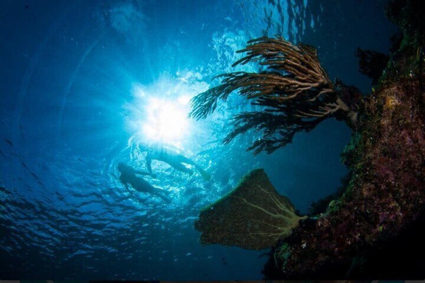 Providenciales: Emerald Reef and Shipwreck Snorkeling Tour 3