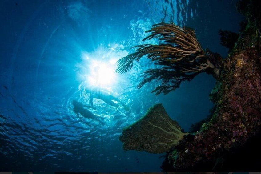 Providenciales: Emerald Reef and Shipwreck Snorkeling Tour 3