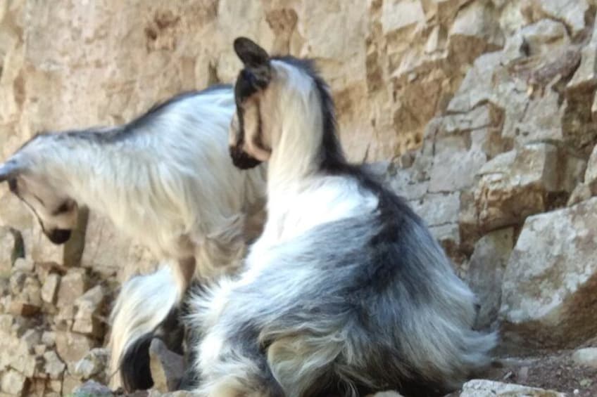 Two goats with white and black fur, standing on rocky terrain. 2