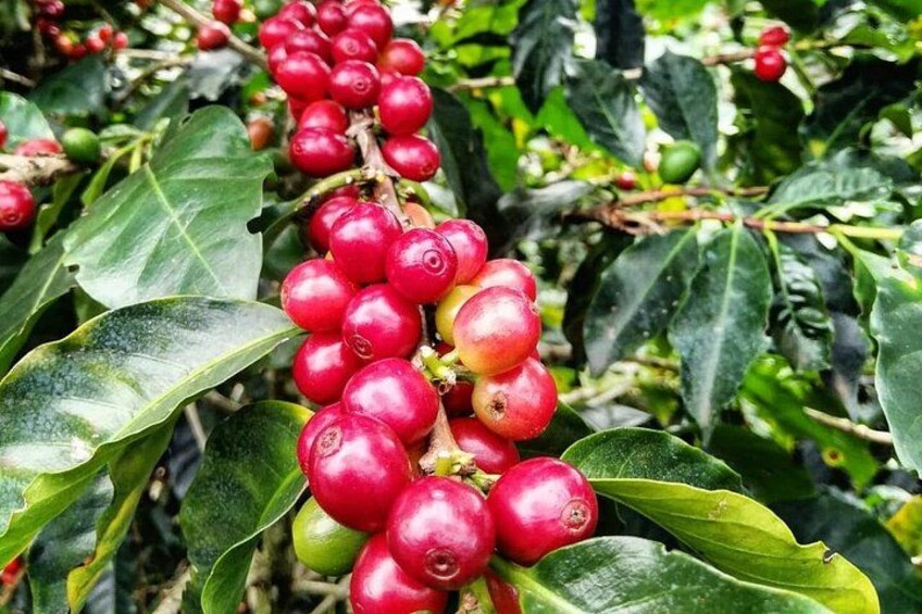 A cluster of red berries on a plant with green leaves. 4
