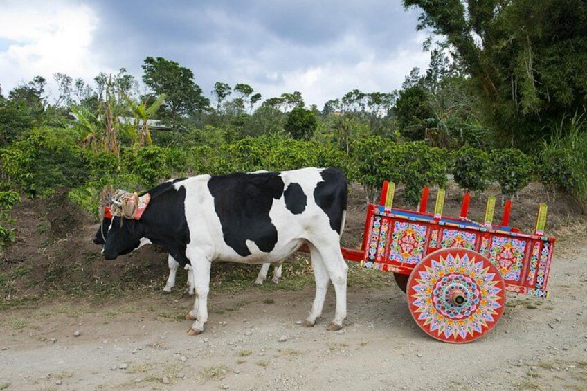 A black and white cow standing beside a colorful cart on a dirt path. 5