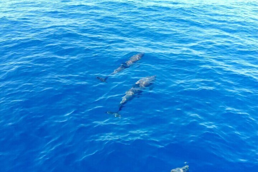 Delfiner som simmar i havet. 1
