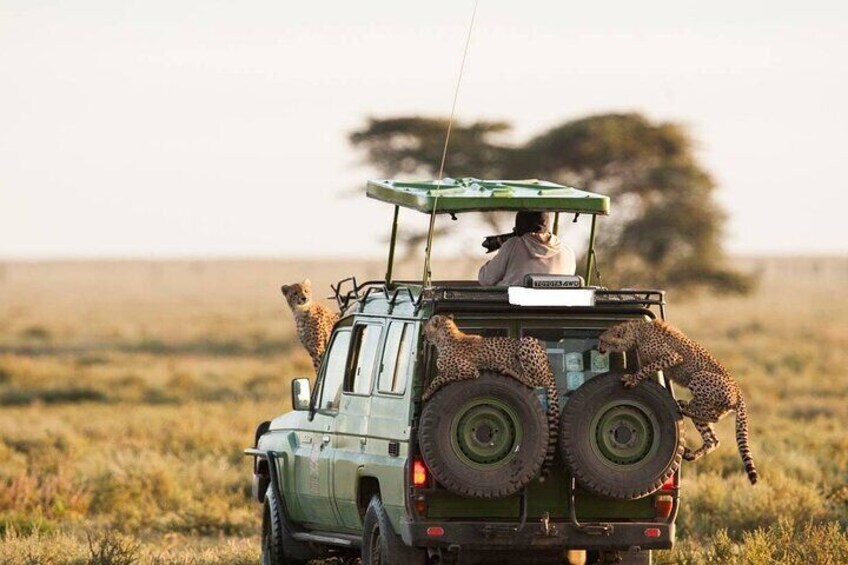 A vehicle with cheetahs on the back, a person driving, and a savannah landscape. 2