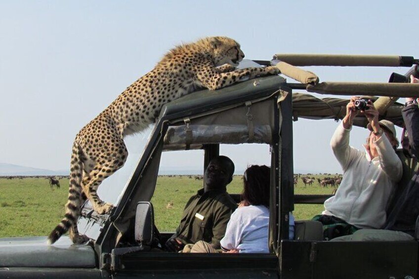 A cheetah on a vehicle, people observing, and a grassy field in the background. 1