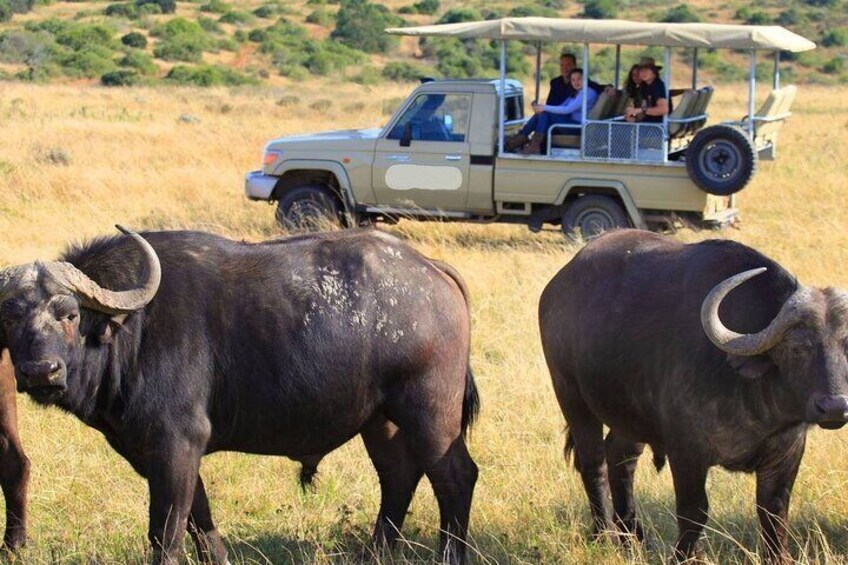 A safari vehicle with passengers observing two buffalo in a grassy field. 3
