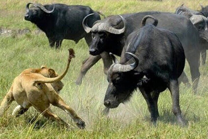 A lion attacking a buffalo in a grassy field. 4