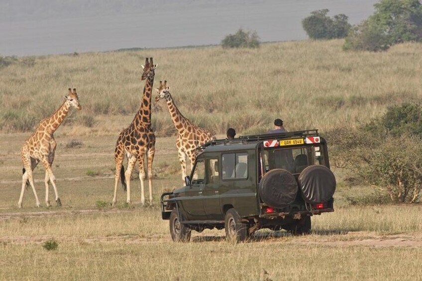 A safari vehicle with a spare tire and a person on top, surrounded by giraffes in a grassy field. 5