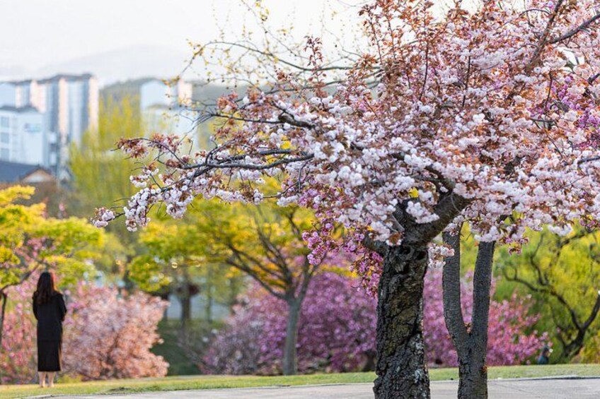 Bulguksa (Spring) 3