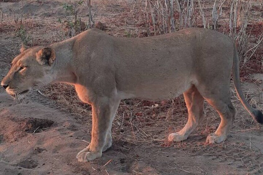 Full Day Chobe Safari - From Victoria Falls 3