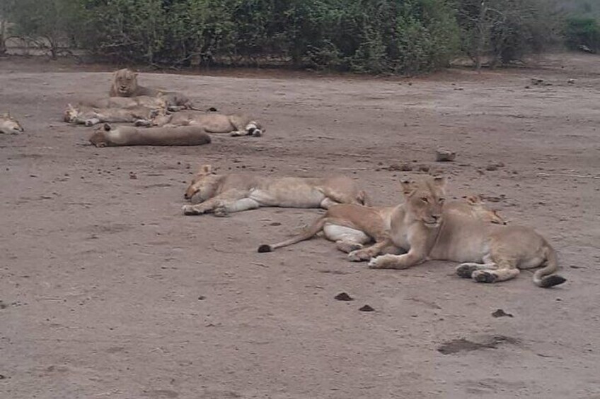 Full Day Chobe Safari - From Victoria Falls 5