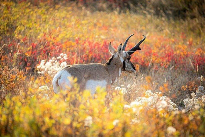 Een springbok in een veld met herfstkleurige begroeiing. 3