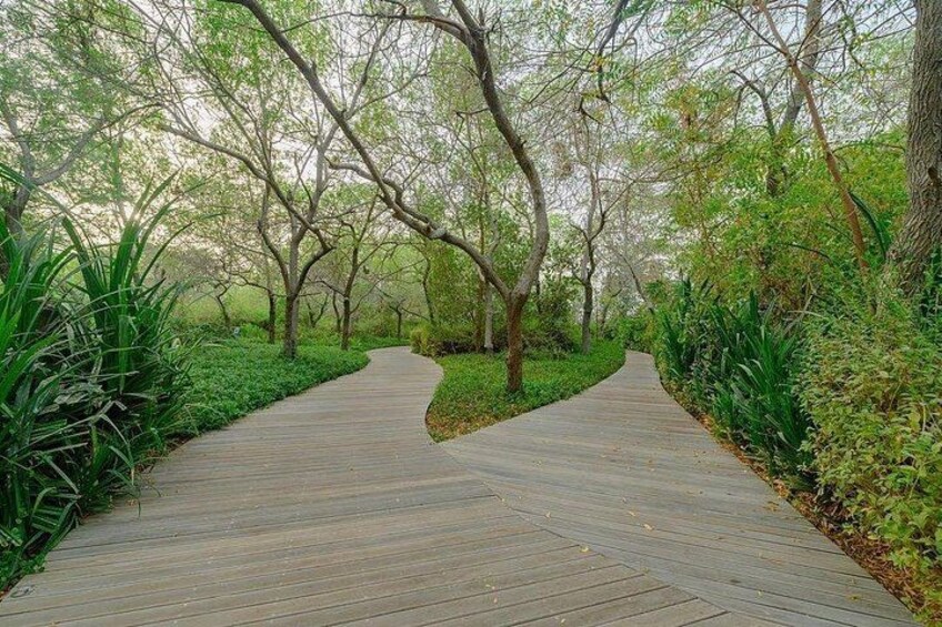 A wooden boardwalk winding through a lush, green park with dense foliage and trees. 2