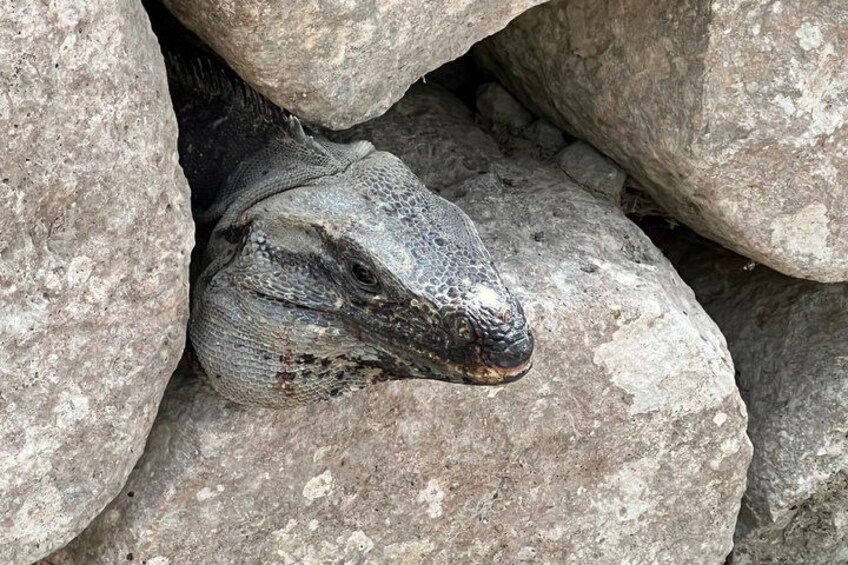 Un’iguana di grandi dimensioni sbuca tra le rocce. 3