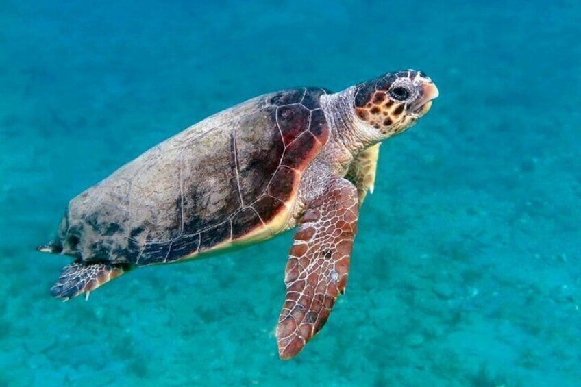 Tulum ruins, sea turtles & gourmet lunch 5