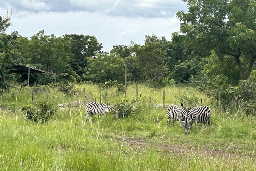 Zebras 5