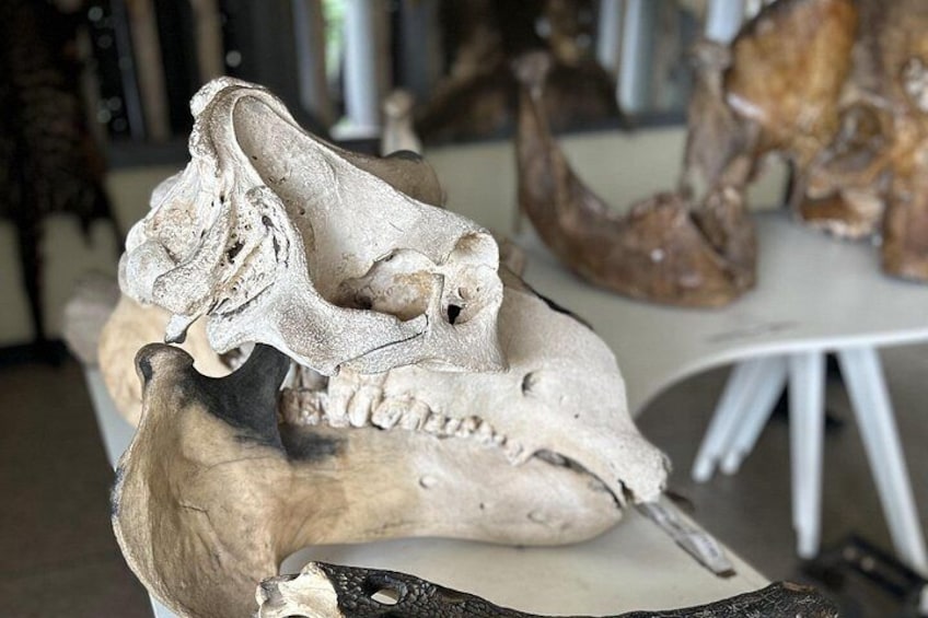 skulls of animals 2