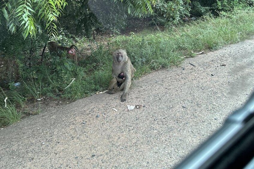 Baboons 3