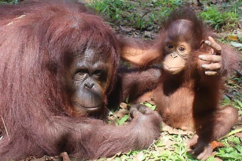 Orang Utan and baby 4