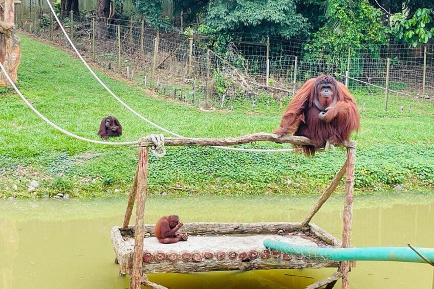 Orang Utan at their training area 2
