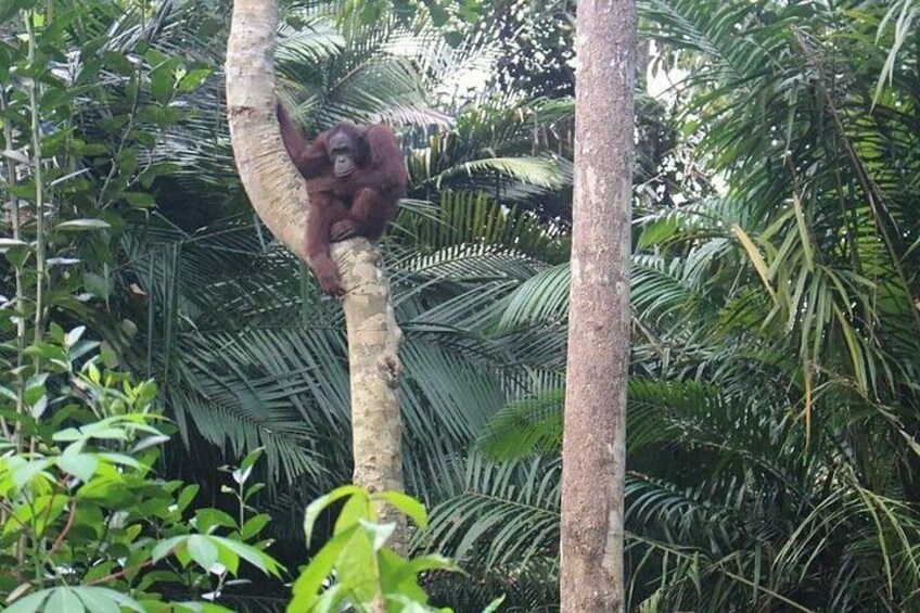 Orang Utan on the tree 3