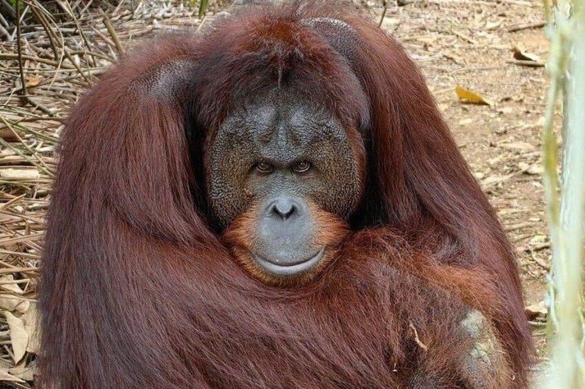 Orang Utan 4