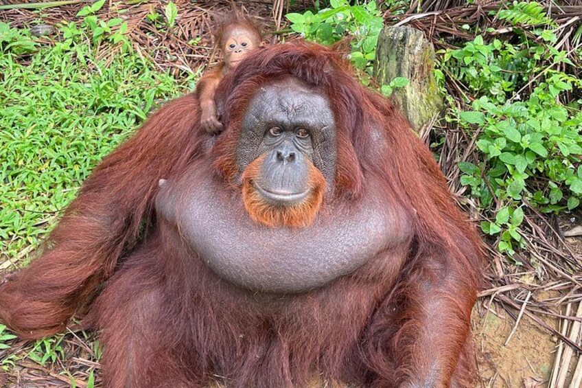 Mama and the new born 2