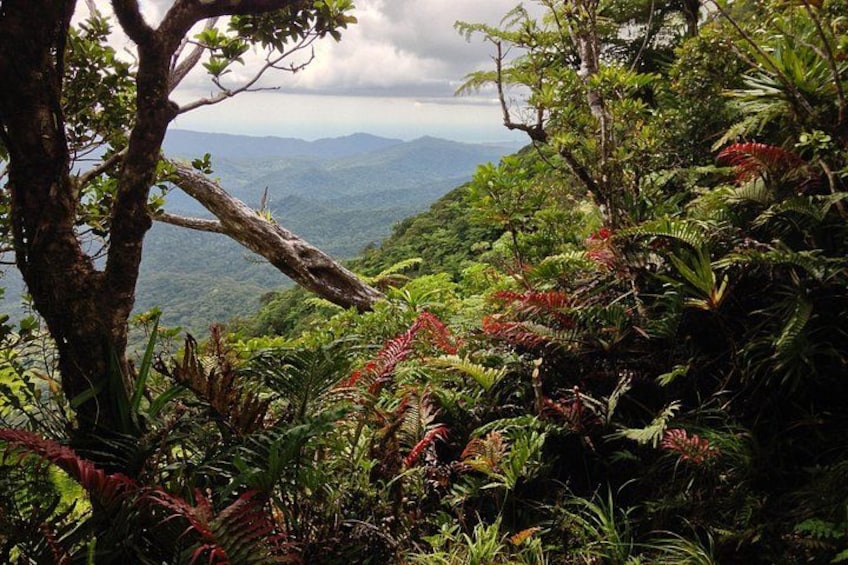 A view from Mt Tomaniivi, Fiji's highest mountain 3