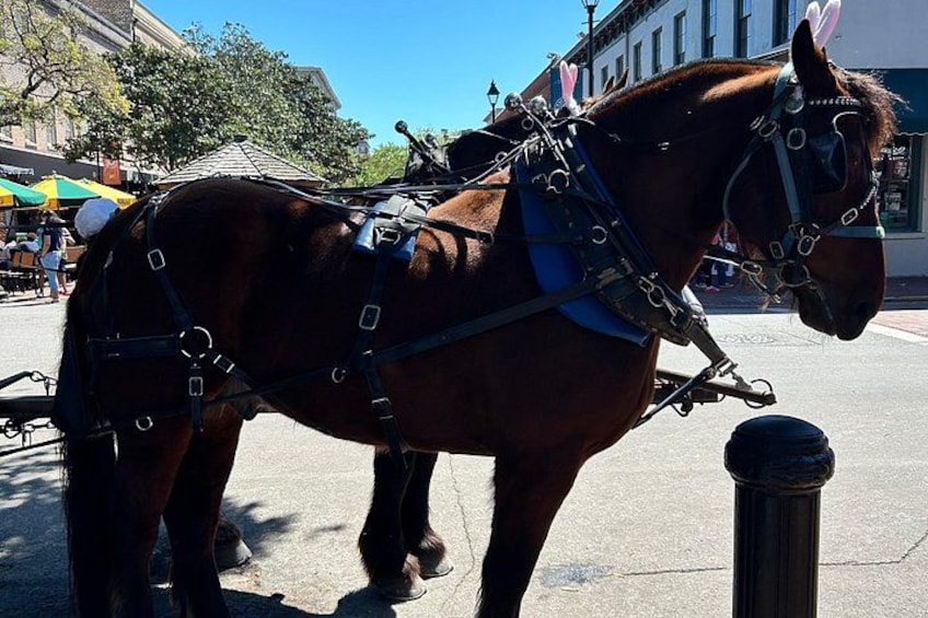 Horse Drawn Daytime Group Narrated Historic Overview Tour 1