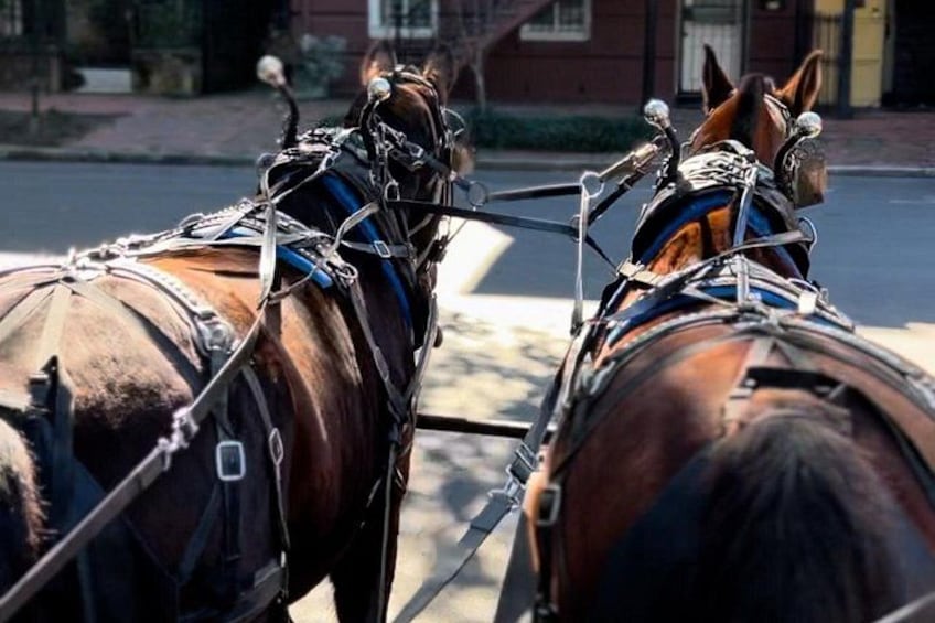 Horse Drawn Daytime Group Narrated Historic Overview Tour 2