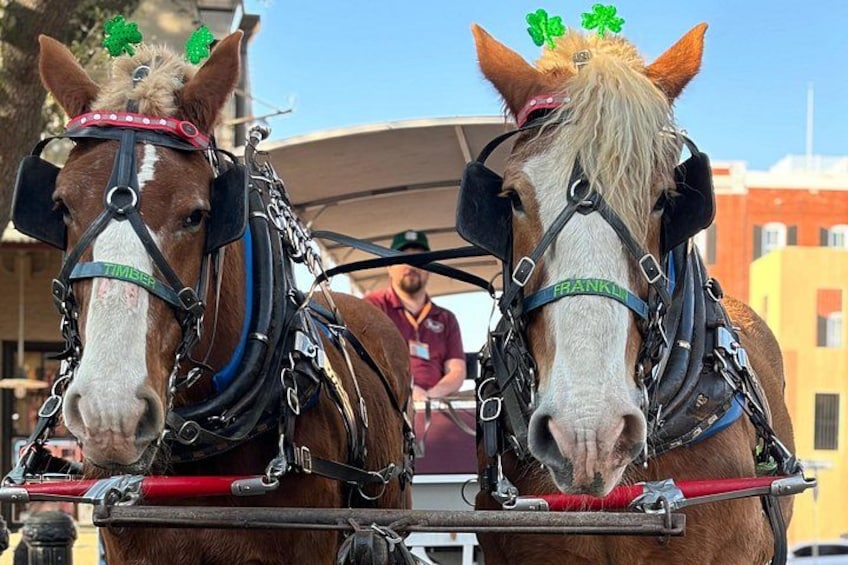 Two horses with harnesses and decorative headpieces, attached to a carriage. 3