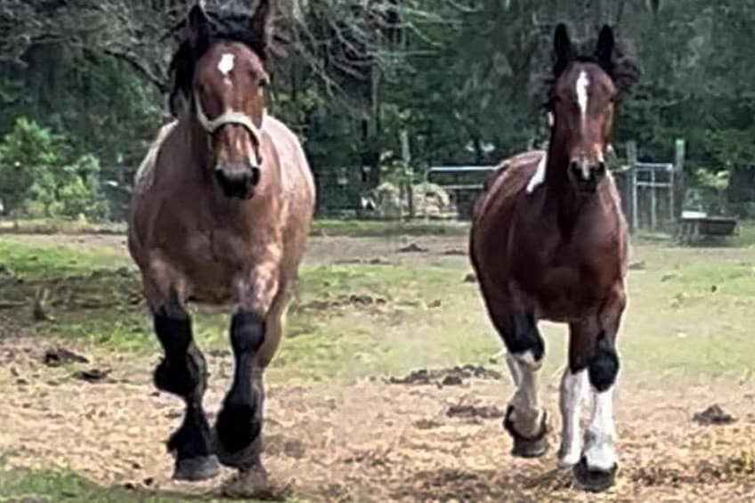 Two horses running in a grassy field. 4