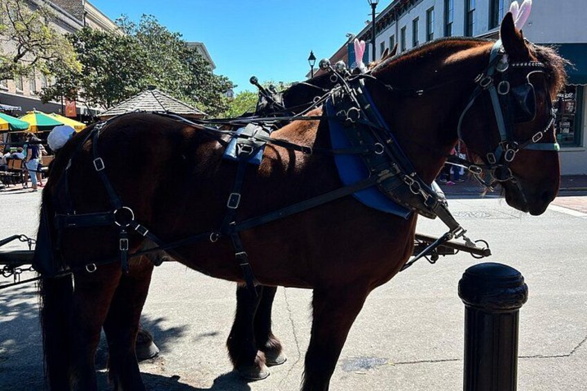 Horse Drawn Daytime Group Narrated Historic Overview Tour 1