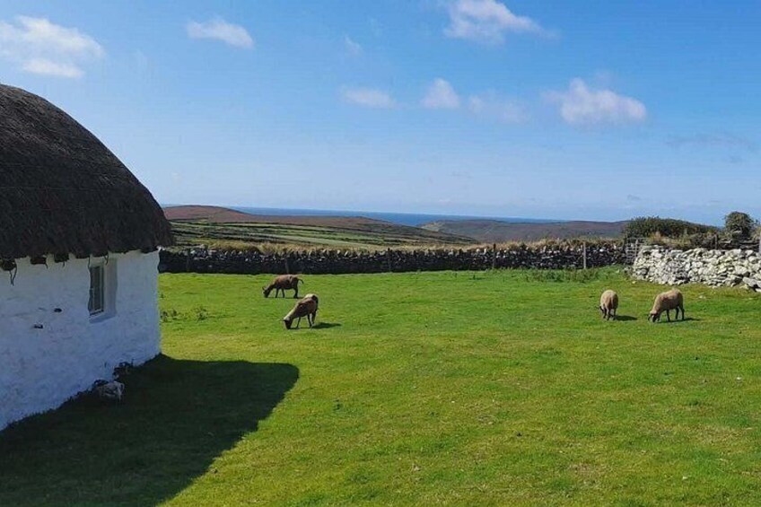 Manx Brown Loaghtan Sheep grazing 2