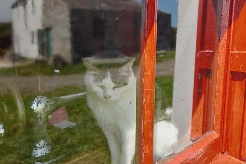 Tabby and White Manx Cat sat on a windowsill 4