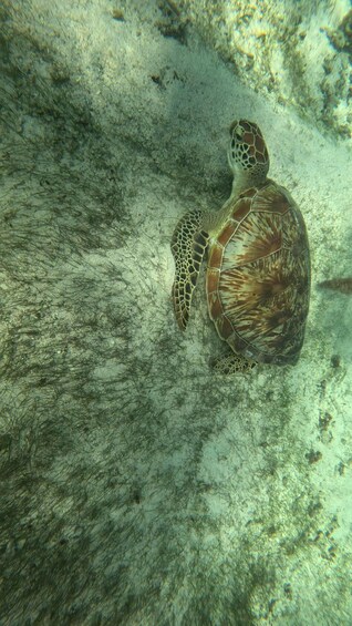 Picture 17 for Activity PRIVATE DOLPHIN-TURTLE Snorkel, CrystalRock, Benitiers lunch 3