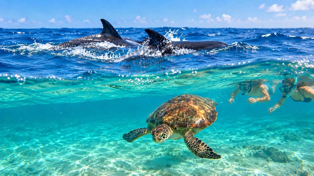 PRIVATE DOLPHIN-TURTLE Snorkel, CrystalRock, Benitiers lunch 1