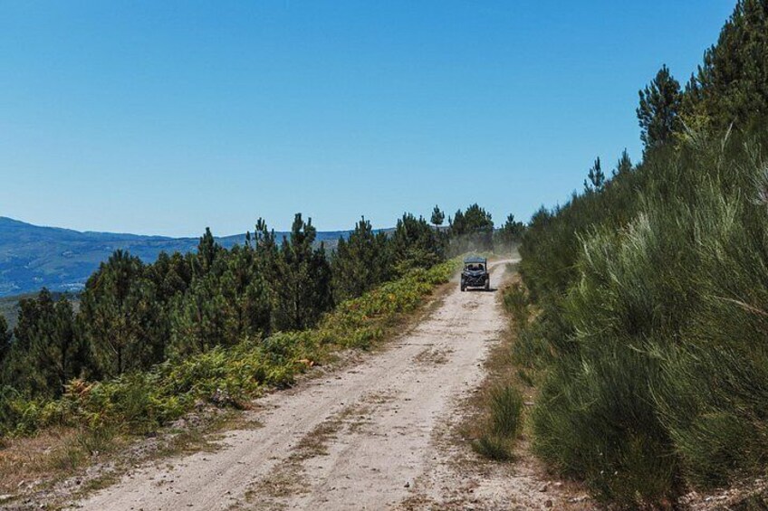 A dirt road with a vehicle, surrounded by pine trees and a clear blue sky. 5