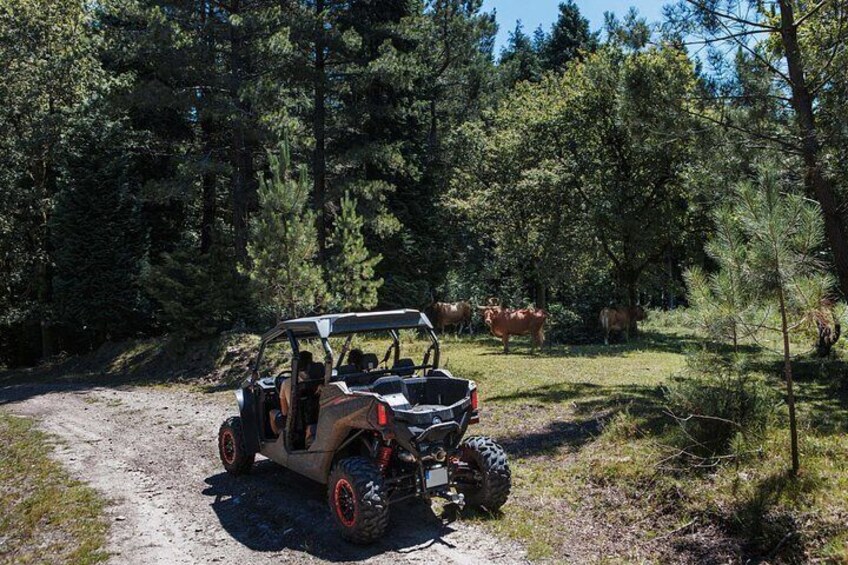 A 4x4 vehicle parked on a dirt path surrounded by dense forest. 2