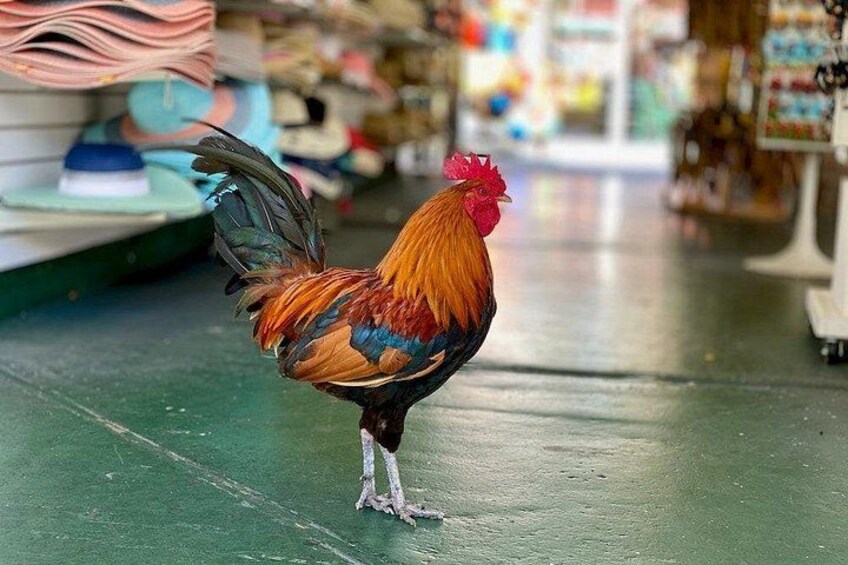 Un gallo in piedi su un pavimento verde in un corridoio di un negozio. 2